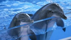 Two dolphins in a pool looking over the glass wall